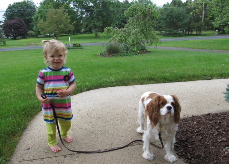 Cavalier King Charles Spaniel top 10 most kid-friendly dog breeds, top 10 most child-friendly dog breeds, famous child-friendly dog breeds