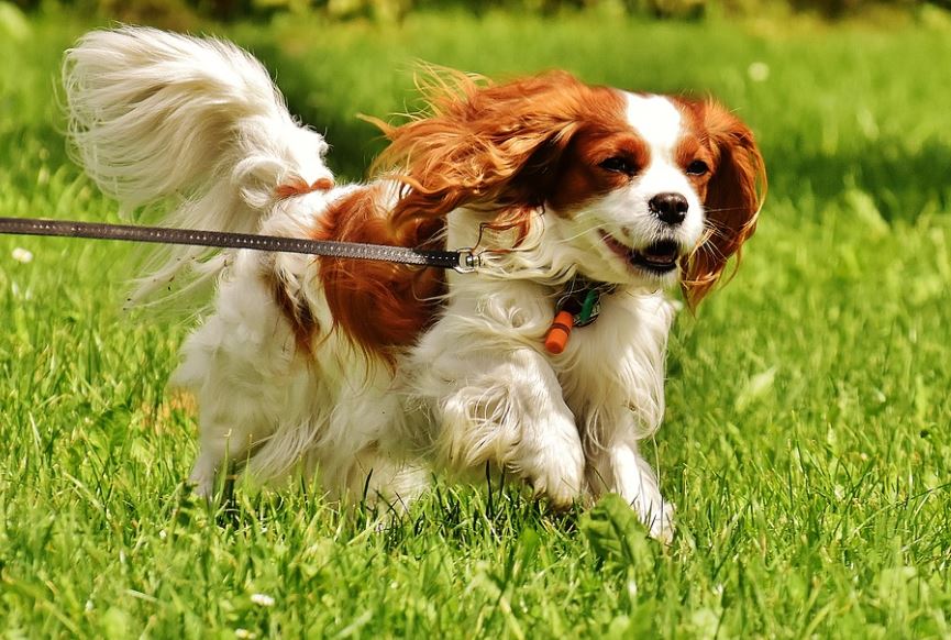 Cavalier King Charles Spaniel friendliest dog breeds, cutest friendliest dog breeds, best friendliest dog breeds, top 10 friendliest dog breeds, the friendliest dog breeds, friendliest dog breeds, friendliest big dog breeds