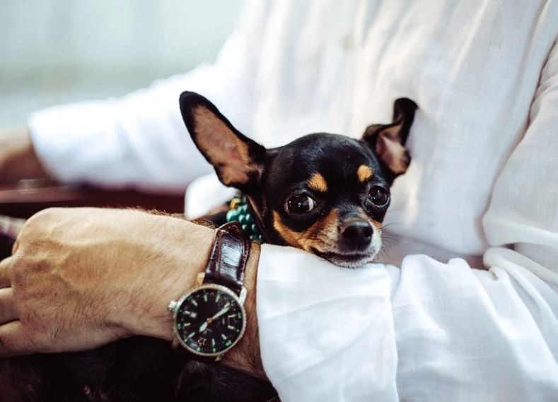 Chihuahua loyal dog breed, most adopted as a loyal dog breed, famous loyal dog breeds, most loyal dogs breeds around, most loyal dog breeds, type of loyal dog breed