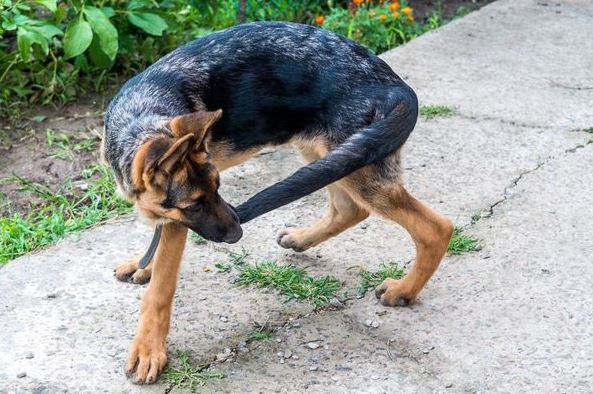 Circling common dog behaviors, common dog behavior problems, common behaviors of a female dog in heat, hidden meanings behind common dog behaviors, common dog behavior issues, common dog behavior issues, common dog behaviors explained
