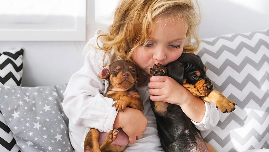 Dachshund top 10 most kid-friendly dog breeds, top 10 most child-friendly dog breeds, famous child-friendly dog breeds