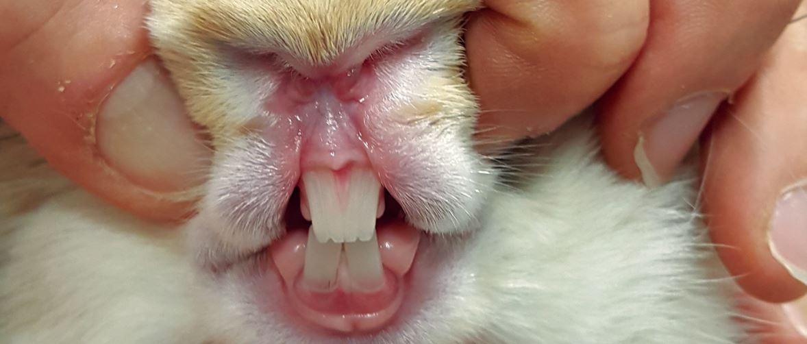 The 10 Very Common Health Issues and Problems in Your Rabbit