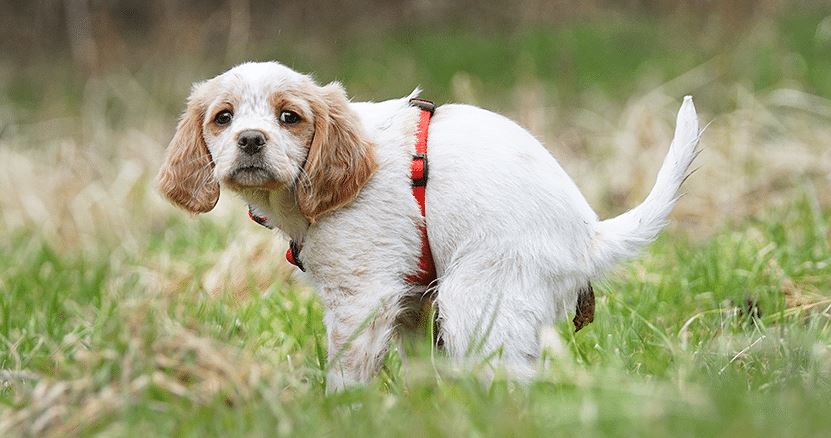 Diarrhea common health problems for dogs, common health problems in dogs, common health problems in older dogs, common health problems in dog breeds, common health problems in senior dogs