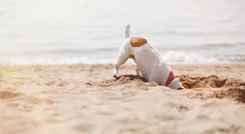 Digging common dog behavior myths decoded, common dog behaviors explained, common dog behavior meaning, common bad dog behaviors, common rescue dog behavior