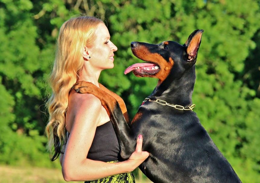 Dobermann Pinscher loyal dog breed, most adopted as a loyal dog breed, famous loyal dog breeds, most loyal dogs breeds around, most loyal dog breeds, type of loyal dog breed