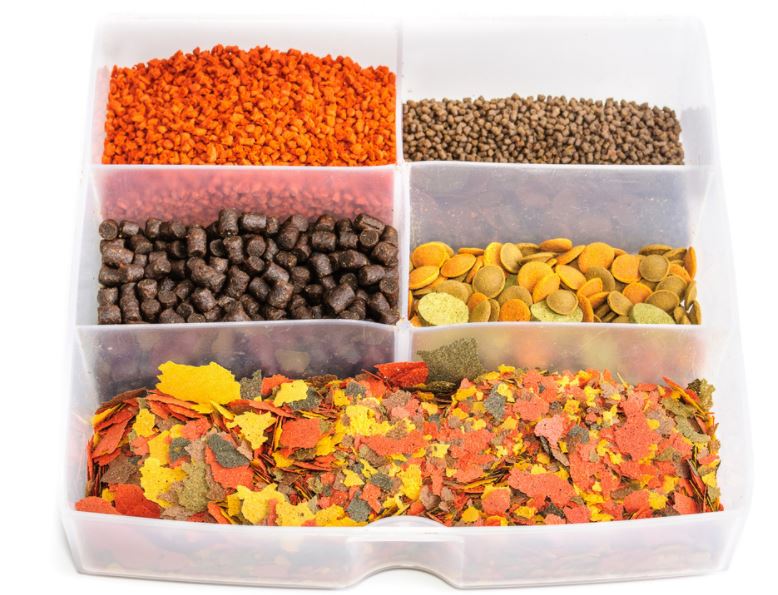 type of fish food, what kind of fish food do bettas eat, types of fish food, how much fish food, types of seafood fish
