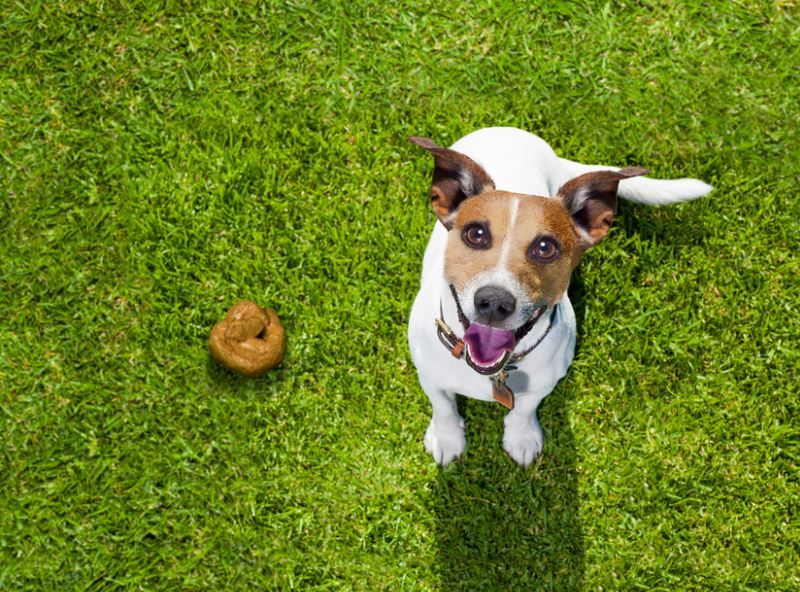 Eating Poop common dog behaviors, common dog behavior problems, common behaviors of a female dog in heat, hidden meanings behind common dog behaviors, common dog behavior issues, common dog behavior issues, common dog behaviors explained