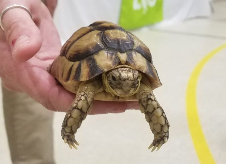 Top 10 Tortoise Species That Make Wonderful Pets Tortoise