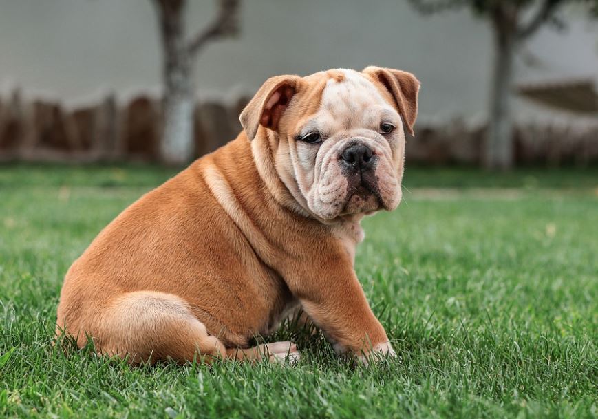 English Bulldog friendliest big dog breeds, friendliest dog breeds list, 10 friendliest dog breeds, smartest and friendliest dog breeds, top friendliest dog breeds, most friendliest dog breed