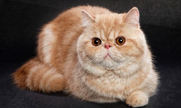 Exotic Shorthair best cat breeds for Indian climate, best domestic cat breeds in India, best cat breeds in India and price, best cat breed for India, best cat breed for home in India