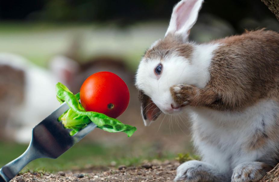 diets for pet rabbits, toxic foods for rabbits, foods for rabbits, rabbit food, food for pet rabbits, rabbit’s safe food, food a rabbit can eat, good foods for rabbits,