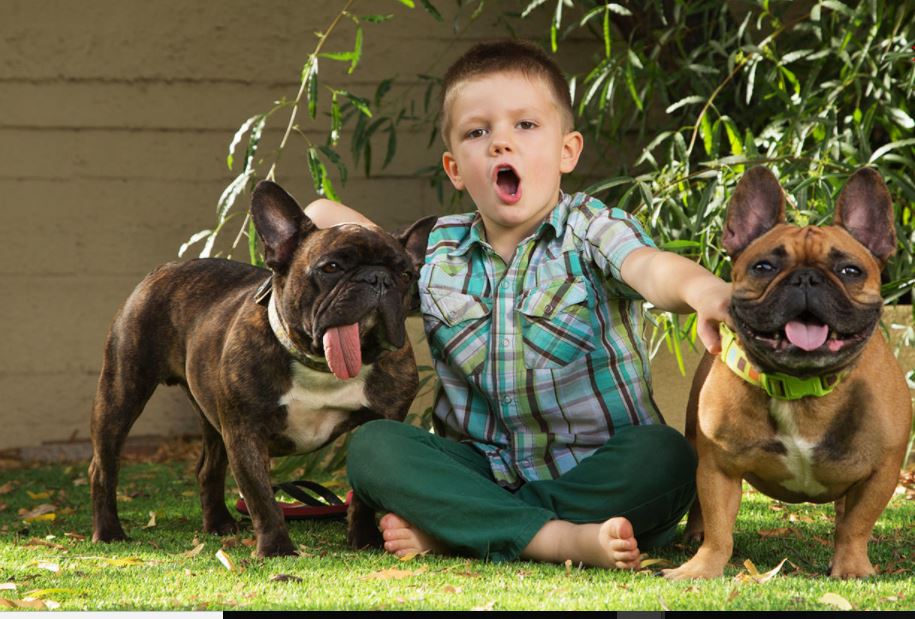 French Bulldog top 10 most kid-friendly dog breeds, top 10 most child-friendly dog breeds, famous child-friendly dog breeds, Popular kid-friendly dog breeds, popular child-friendly dog breeds