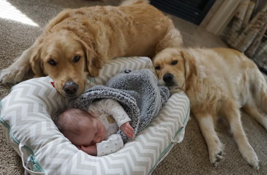 Golden Retriever top 10 most kid-friendly dog breeds, top 10 most child-friendly dog breeds, famous child-friendly dog breeds, Popular kid-friendly dog breeds, popular child-friendly dog breeds