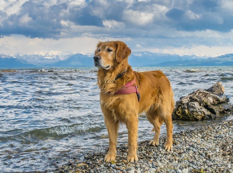 Golden Retriever friendliest dog breeds, cutest friendliest dog breeds, best friendliest dog breeds, top 10 friendliest dog breeds, the friendliest dog breeds, friendliest dog breeds, friendliest big dog breed