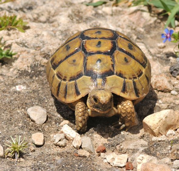 best pet tortoise breeds, best pet tortoise breeds for beginners, best pet tortoise species, top 10 pet tortoise species or beginners, top 10 pet tortoise breeds for beginners, top 10 pet tortoise species or beginners, popular pet tortoise breeds for beginners