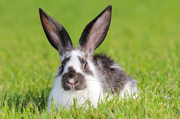 common health problems for Rabbits, common health problems in Rabbits, common health problems in older Rabbits