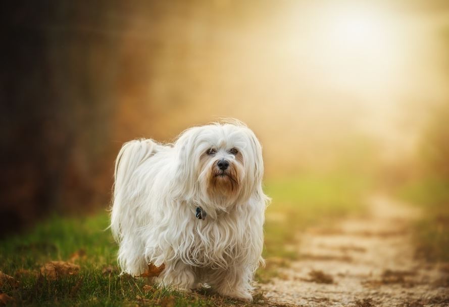 Havanese friendliest dog breeds, cutest friendliest dog breeds, best friendliest dog breeds, top 10 friendliest dog breeds, the friendliest dog breeds, friendliest dog breeds, friendliest big dog breed