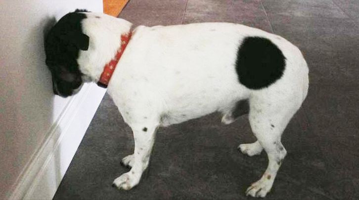 Head Pressing common dog behaviors, common dog behavior problems, common behaviors of a female dog in heat, hidden meanings behind common dog behaviors, common dog behavior issues
