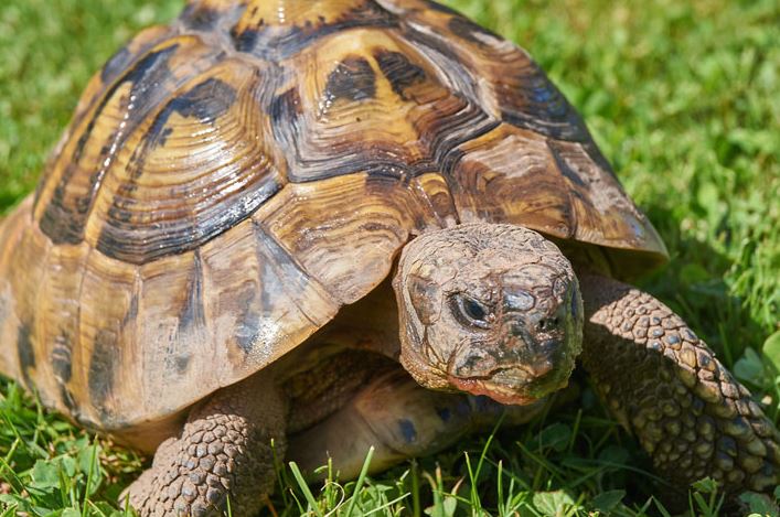 famous pet tortoise species for beginners, most popular tortoise pet species for beginners, most popular tortoise pet breeds for beginners, most famous tortoise pet species for beginners