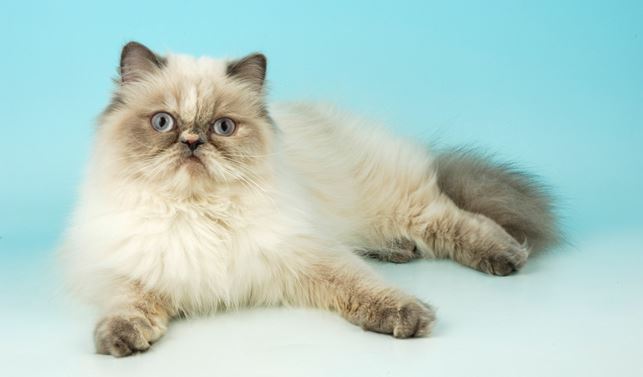 best cat breeds for Indian climate, best domestic cat breeds in India, best cat breeds in India and price, best cat breed for India, best cat breed for home in India