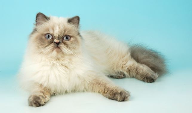 Himalayan Cat best cat breeds for Indian climate, best domestic cat breeds in India, best cat breeds in India and price, best cat breed for India, best cat breed for home in India