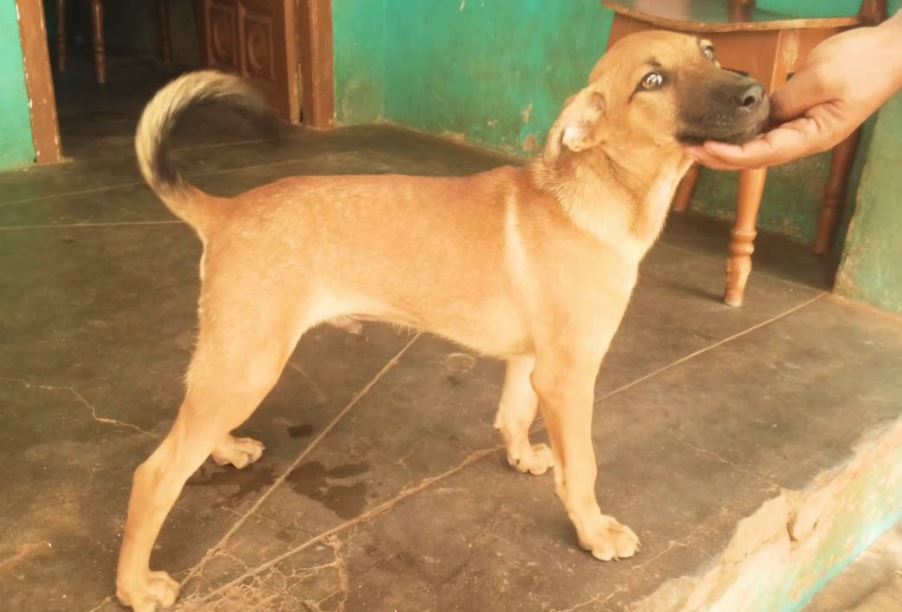 How Do You Identify a Kombai Dog? why you should consider Kombai dog as a pet, kombai dog breed price, kombai dog breeders in Tamilnadu, kombai dog breed information, kombai dog breeders in Kerala
