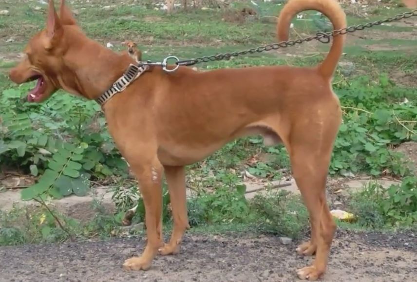 why you should consider Kombai dog as a pet, kombai dog breed price, kombai dog breeders in Tamilnadu