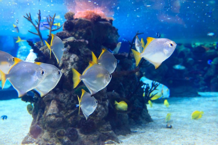 Tips of Caring for Tropical Fish, how to care tropical fish, tropical fish care guide