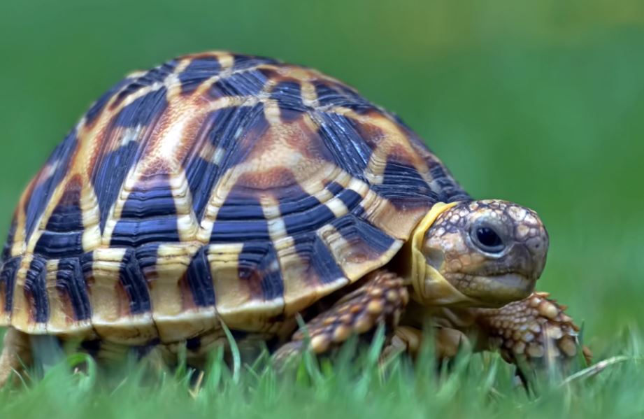 best pet tortoise breeds, best pet tortoise breeds for beginners, best pet tortoise species, top 10 pet tortoise species or beginners