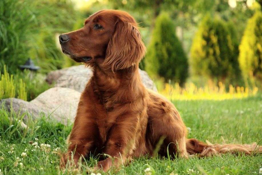 Irish Setter friendliest big dog breeds, friendliest dog breeds list, 10 friendliest dog breeds, smartest and friendliest dog breeds, top friendliest dog breeds, most friendliest dog breed