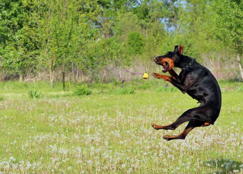 Jumping common dog behaviors, common dog behavior problems, common behaviors of a female dog in heat, hidden meanings behind common dog behaviors, common dog behavior issues