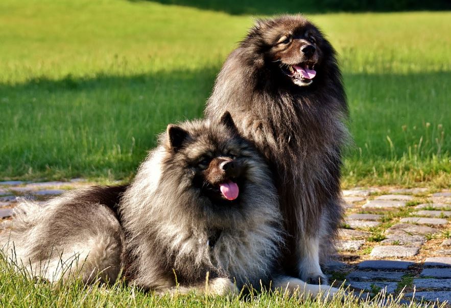Keeshond friendliest dog breeds, cutest friendliest dog breeds, best friendliest dog breeds, top 10 friendliest dog breeds, the friendliest dog breeds, friendliest dog breeds, friendliest big dog breeds