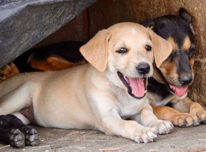 why you should consider Kombai dog as a pet, kombai dog breed price, kombai dog breeders in Tamilnadu
