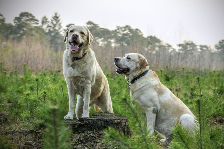 Labrador Retriever friendliest dog breeds, cutest friendliest dog breeds, best friendliest dog breeds, top 10 friendliest dog breeds, the friendliest dog breeds, friendliest dog breeds, friendliest big dog breed