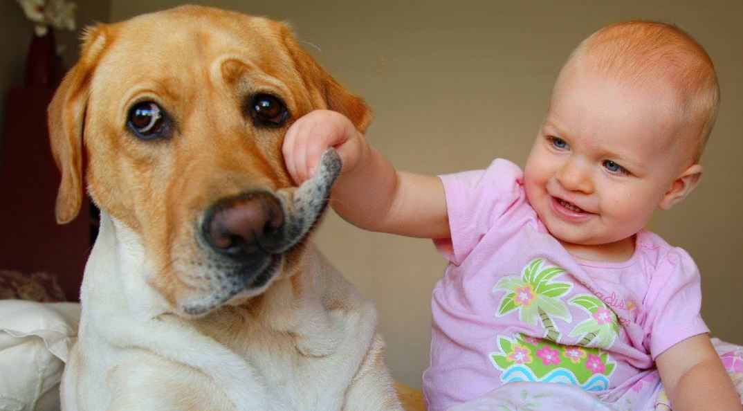 Labrador top 10 most kid-friendly dog breeds, top 10 most child-friendly dog breeds, famous child-friendly dog breeds