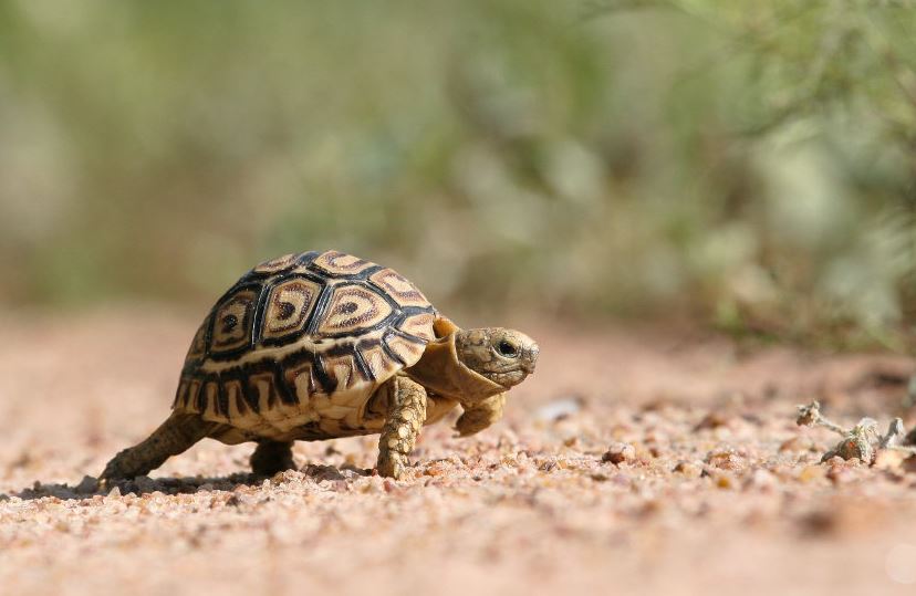 best pet tortoise breeds, best pet tortoise breeds for beginners, best pet tortoise species, top 10 pet tortoise species or beginners, top 10 pet tortoise breeds for beginners