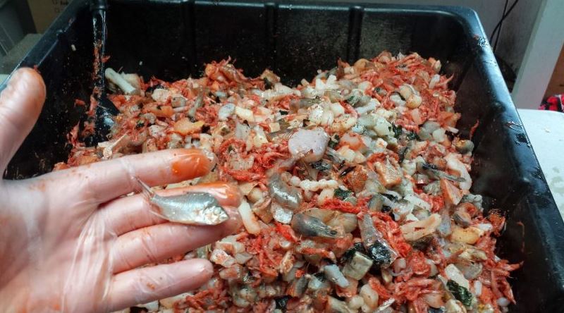 Live Food type of fish food, what kind of fish food do bettas eat, types of fish food, how much fish food, types of seafood fish, what kind of fish food do mollies ea
