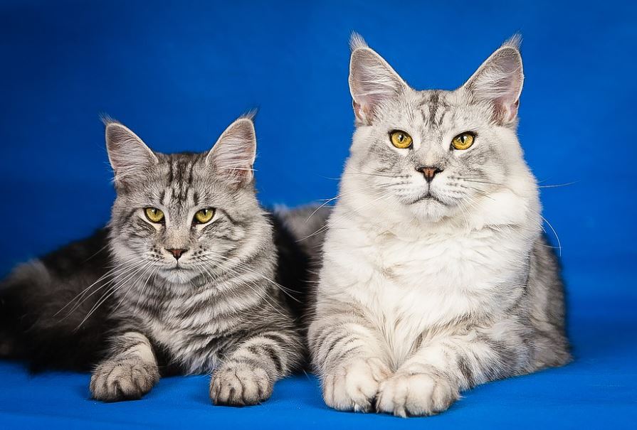 Maine Coon best cat breeds in India, best cat breed in India, best breed of cat in India, which cat breed is best in India, best cat breeds for Indian climate, best domestic cat breeds in India