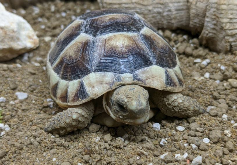 best pet tortoise breeds, best pet tortoise breeds for beginners, best pet tortoise species, top 10 pet tortoise species or beginners, top 10 pet tortoise breeds for beginners