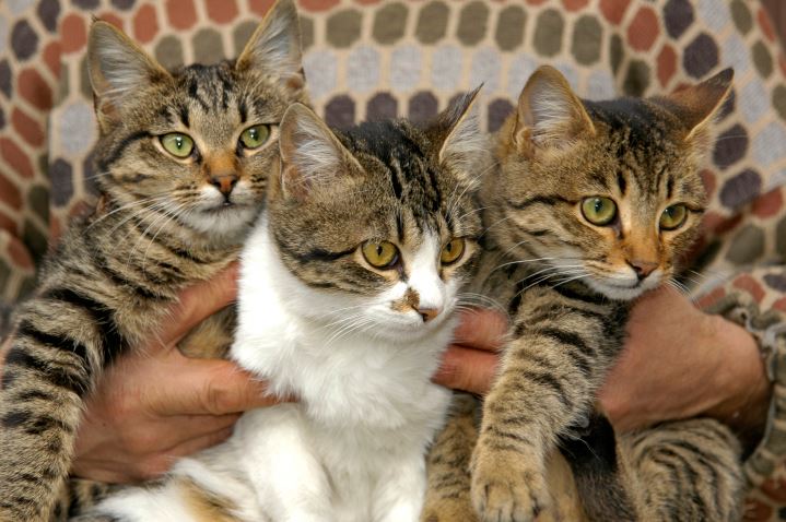 Native Indian Cats best cat breeds in India, best cat breed in India, best breed of cat in India, which cat breed is best in India, best cat breeds for Indian climate, best domestic cat breeds in India