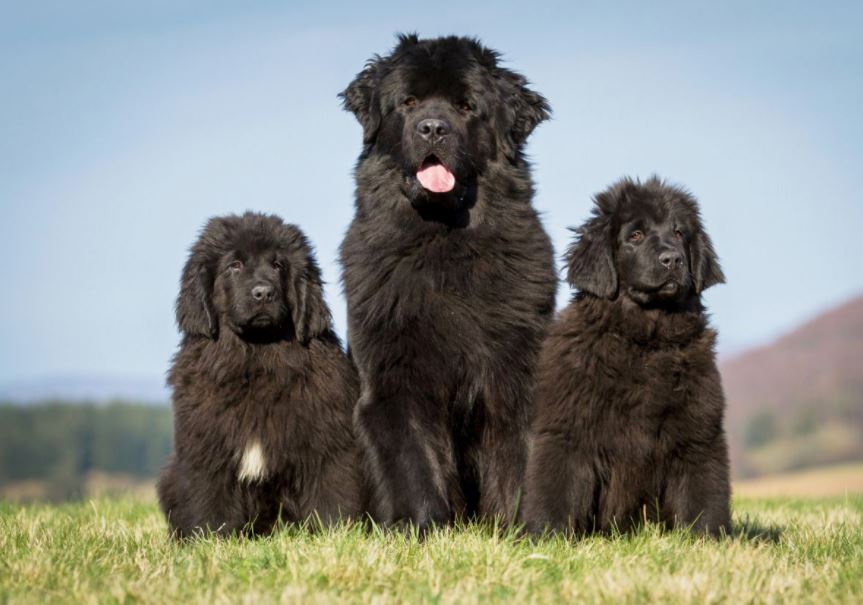 Newfoundland friendliest big dog breeds, friendliest dog breeds list, 10 friendliest dog breeds, smartest and friendliest dog breeds, top friendliest dog breeds, most friendliest dog breeds