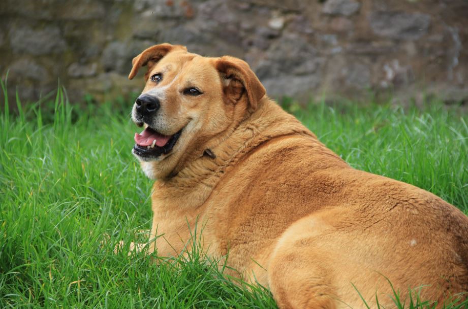 Obesity most common health problems with dogs, common health problems in small dogs, most common health problems in dogs, common diseases and health problems in dogs, common health problems of dog