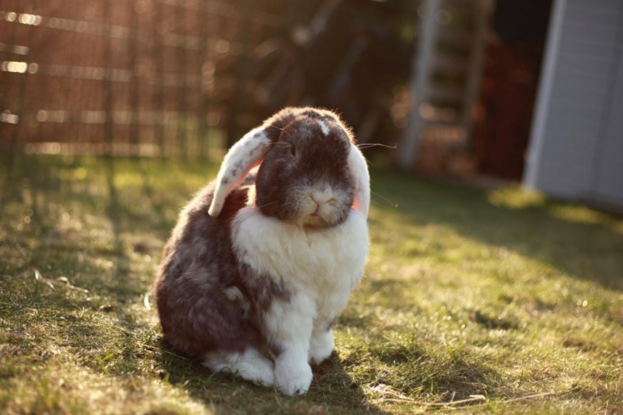 common health problems for Rabbits, common health problems in Rabbits, common health problems in older Rabbits, common health problems in Rabbit breeds