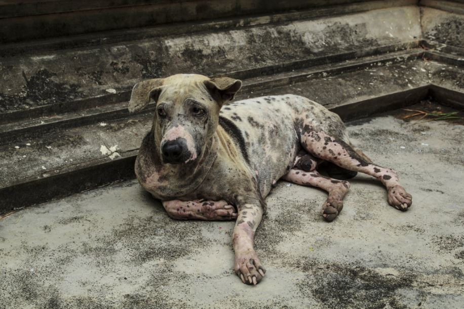 Parasites common health problems for dogs, common health problems in dogs, common health problems in older dogs, common health problems in dog breeds, common health problems in senior dogs