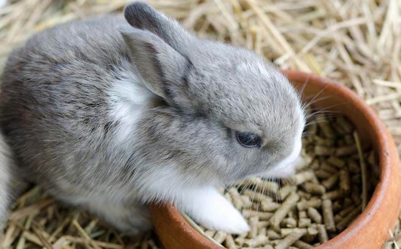diets for pet rabbits, toxic foods for rabbits, foods for rabbits, rabbit food, food for pet rabbits, rabbit’s safe food, food a rabbit can eat, good foods for rabbits,
