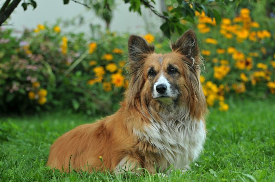Pembroke Welsh Corgi friendliest dog breeds, cutest friendliest dog breeds, best friendliest dog breeds, top 10 friendliest dog breeds, the friendliest dog breeds, friendliest dog breeds, friendliest big dog breed