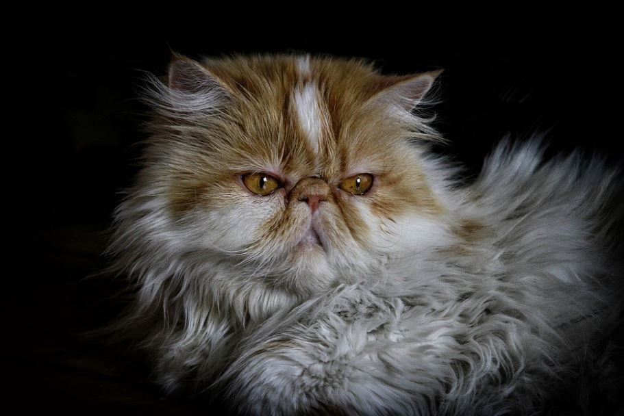 Persian Cats best cat breeds for Indian climate, best domestic cat breeds in India, best cat breeds in India and price, best cat breed for India, best cat breed for home in India