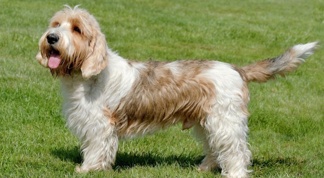 Petit Basset Griffon Vendeen friendliest big dog breeds, friendliest dog breeds list, 10 friendliest dog breeds, smartest and friendliest dog breeds, top friendliest dog breeds, most friendliest dog breed
