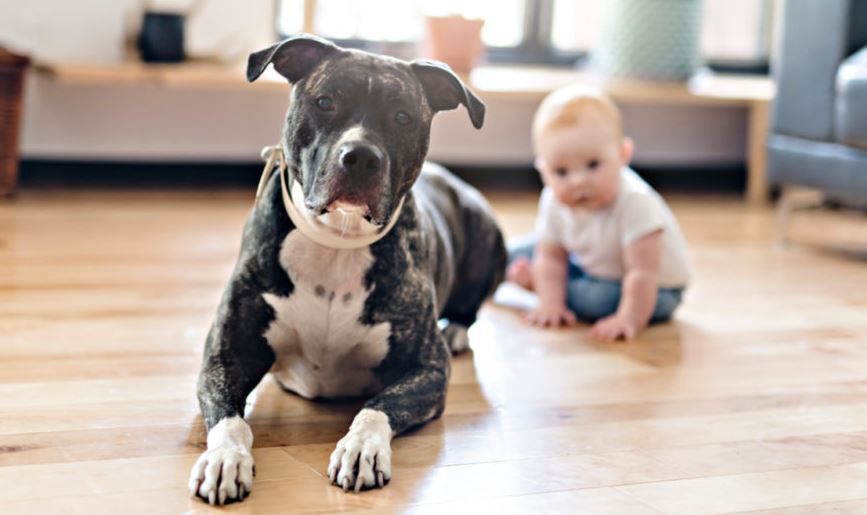 Pit Bull top 10 most kid-friendly dog breeds, top 10 most child-friendly dog breeds, famous child-friendly dog breeds, Popular kid-friendly dog breeds, popular child-friendly dog breeds