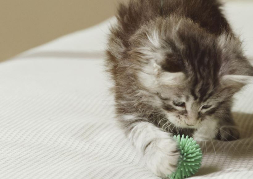 Fun Games to Keep Your Cat Entertained All Day Long, Fun Games To Play With Your Cat